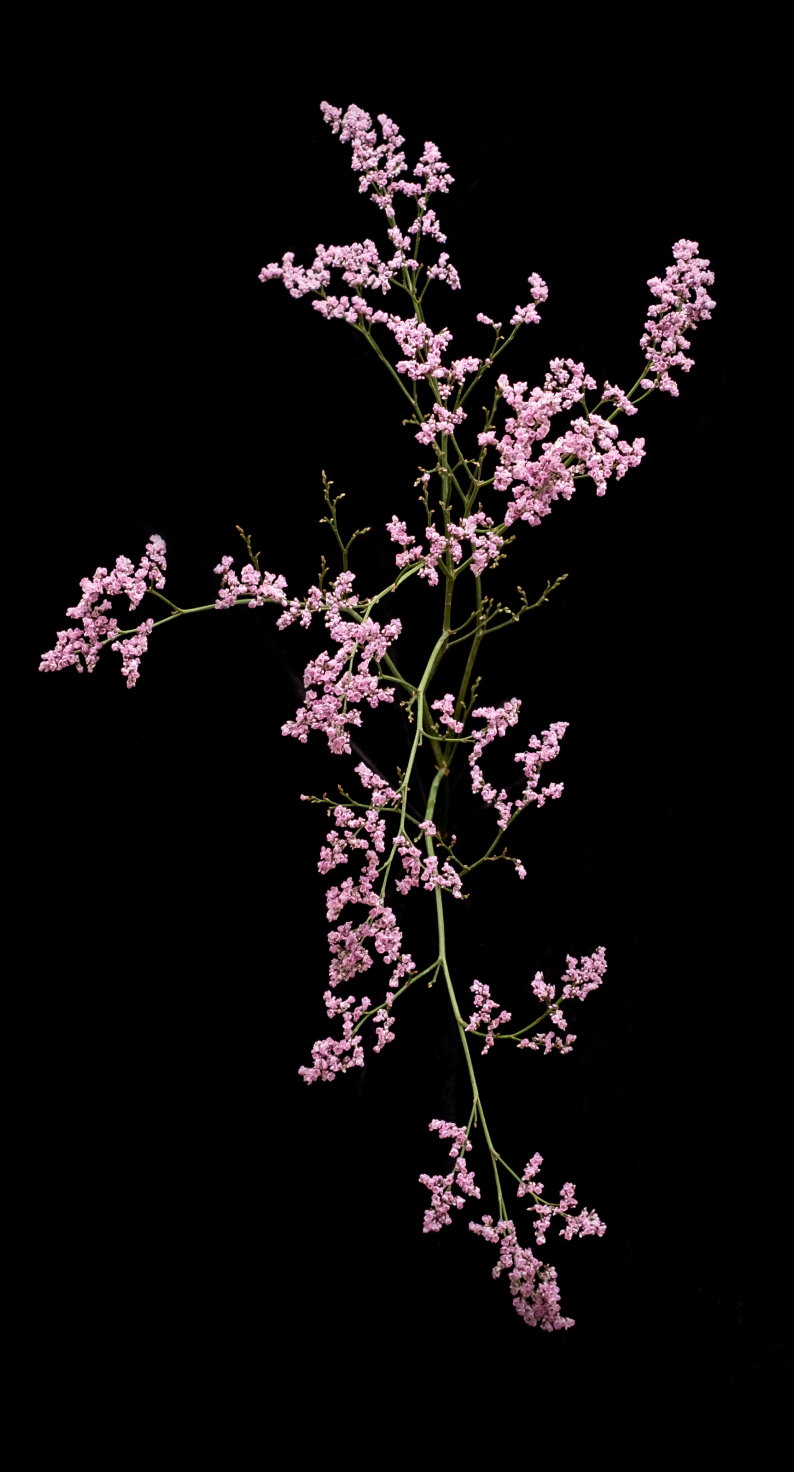 Studio Dopo Flower Image